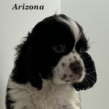 puppy, for, sale, Cocker Spaniel, Joe & Cherri  Overlease, dog, breeder, Miller, MO, dog-breeder, puppy-for-sale, forsale, nearby, find, puppyfind, locator, puppylocator, aca